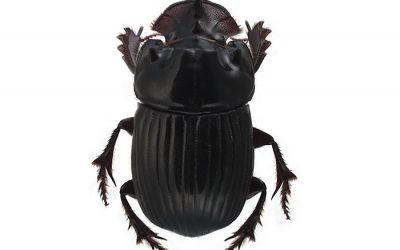Dung beetles to be rolled out nationwide