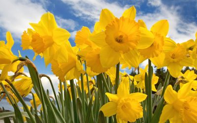 Carterton Daffodil Festival gets green light
