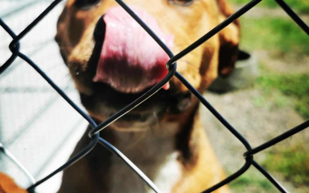 Summertime dog safety reminders