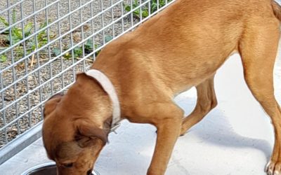 Two dogs found at Gladstone in Council care