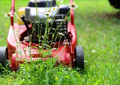 Mulch the lawn