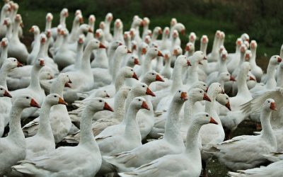 Avian influenza