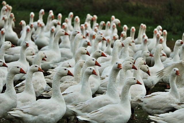 Avian influenza