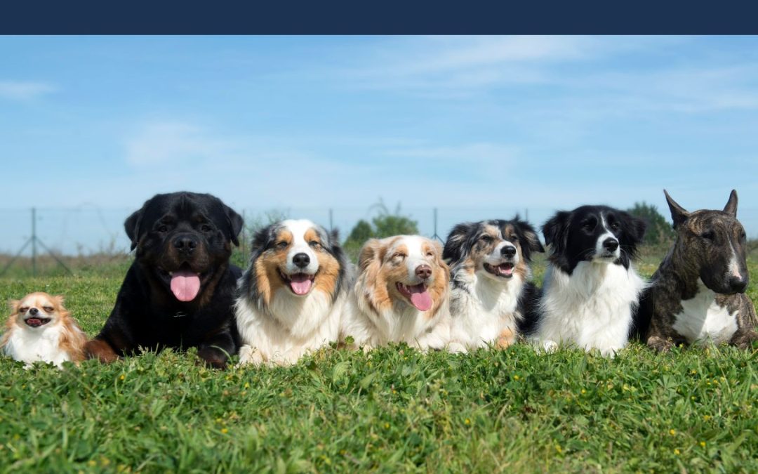 Thank You for Registering Your Dogs!