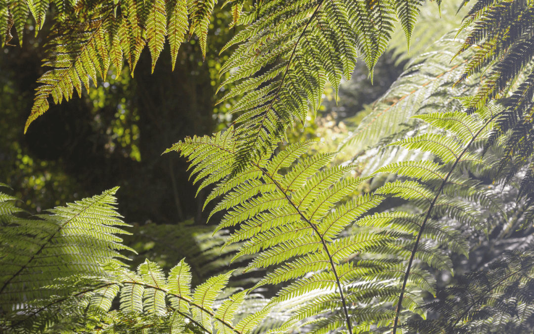 Pou Whenua Unveiling at Ngā Tāwhai Reserve