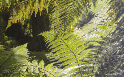 Pou Whenua Unveiling at Ngā Tāwhai Reserve