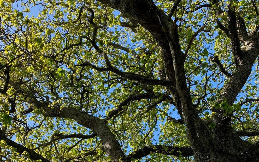 Tree safety over summer