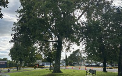Pin Oak removal – Memorial Square